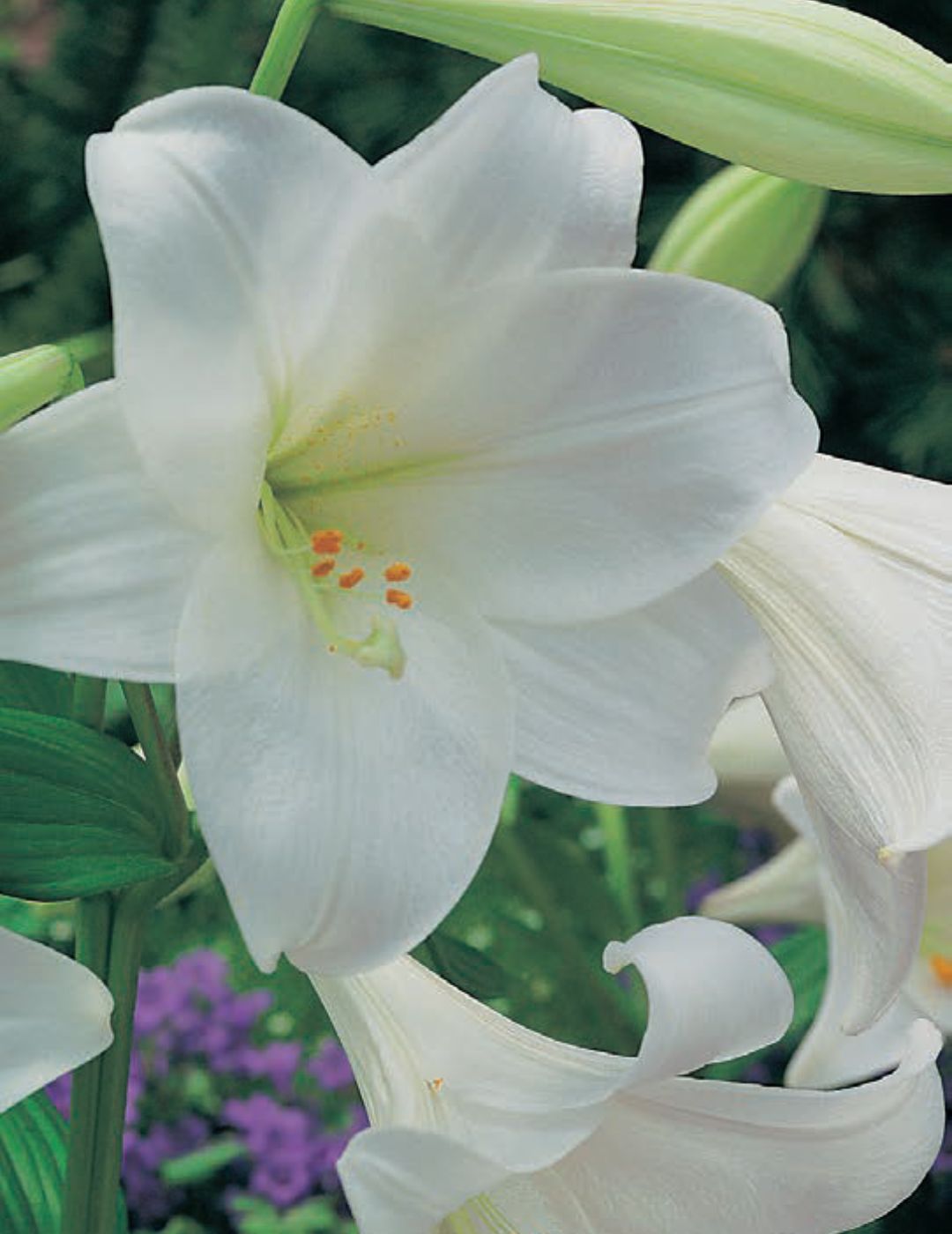 Winter Lilium White Heaven Bulbs (Bumber Bargain 6-Pack)