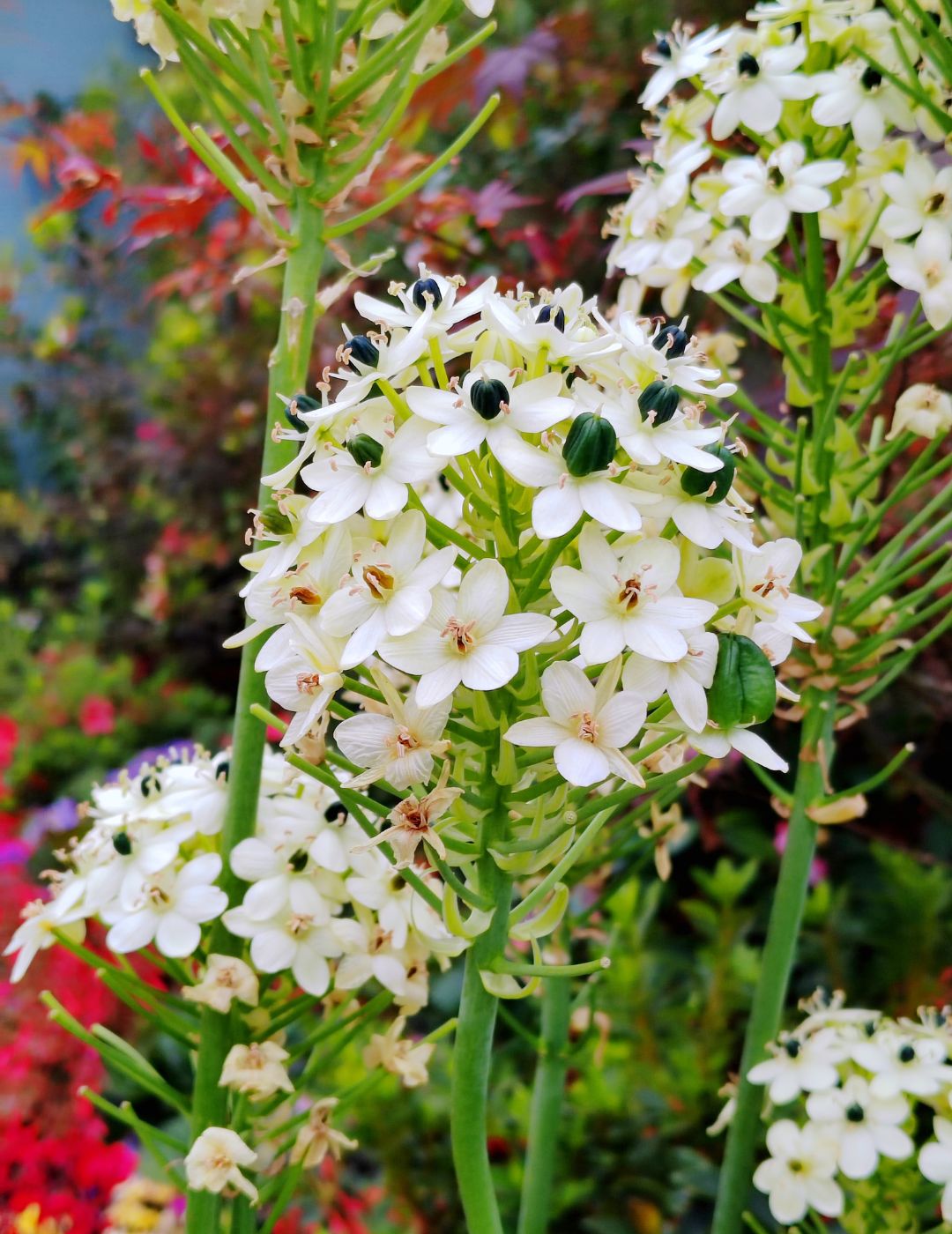 Ornithogalum Arab's Eye Bulbs