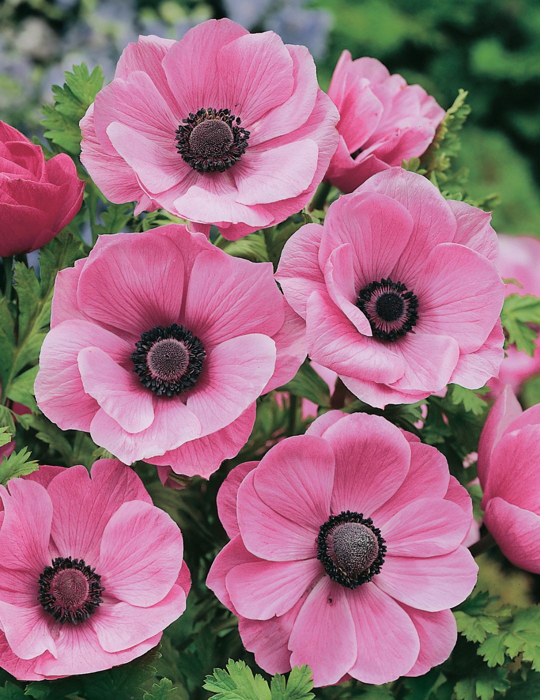 Anemone de Caen Pretty Pink Bulbs