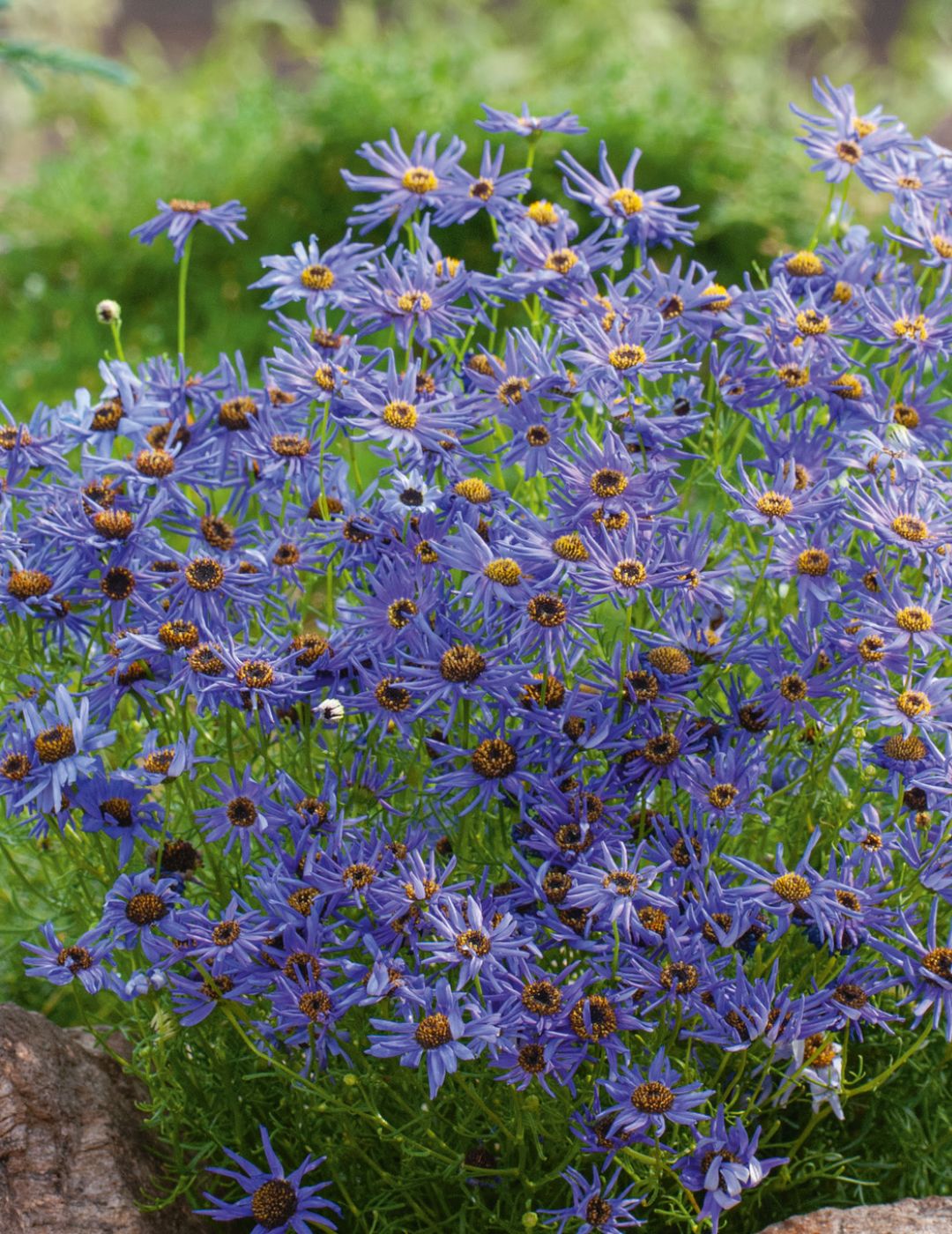 Swan River Daisy Blue Seeds