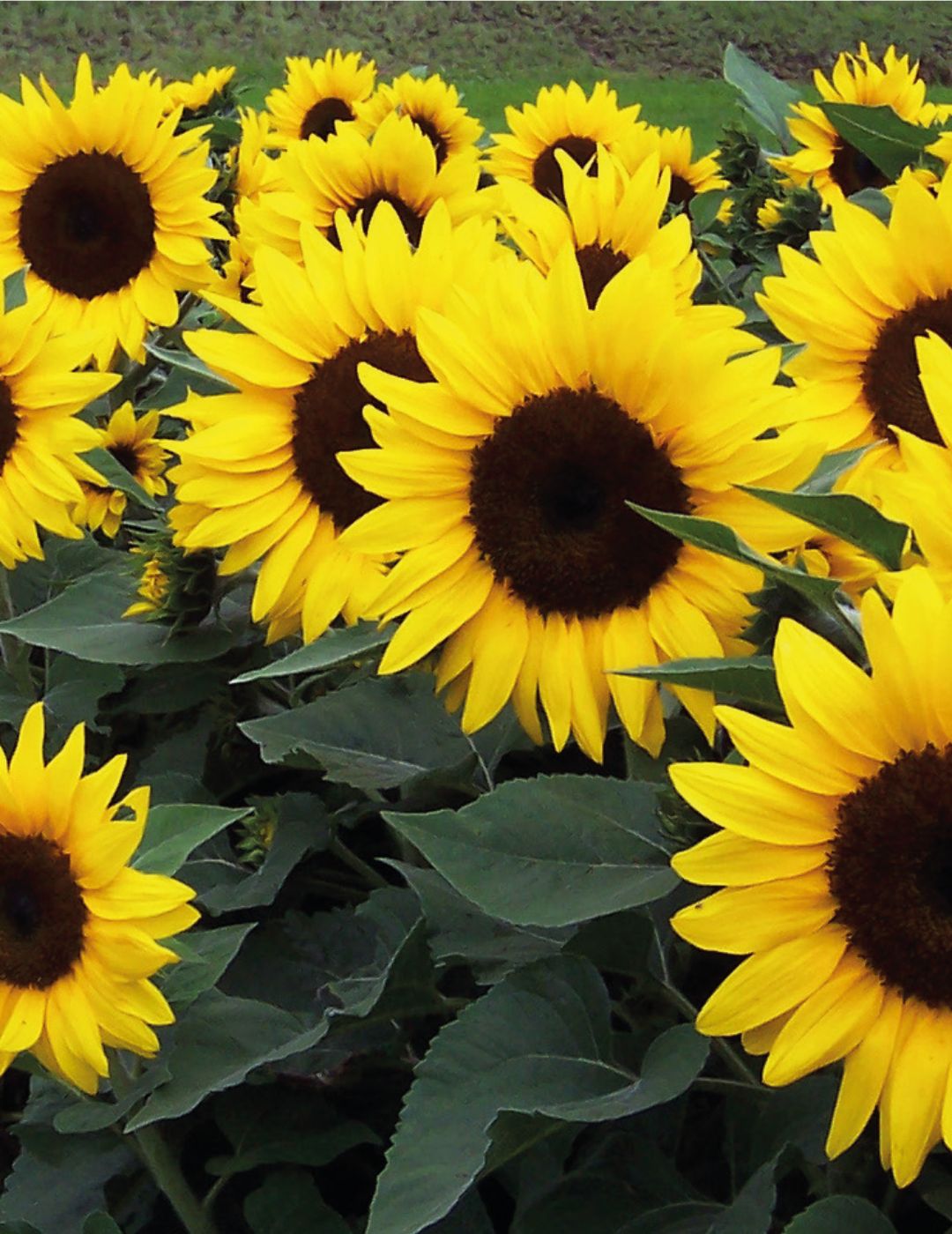 Sunflower Dwarf Sunsation Seeds