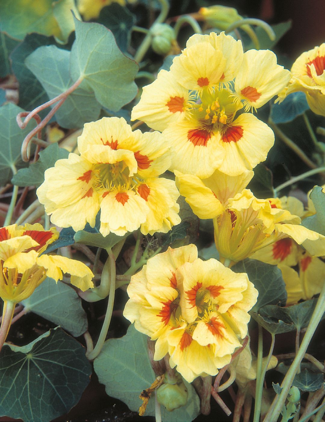 Nasturtium Peach Melba Seeds