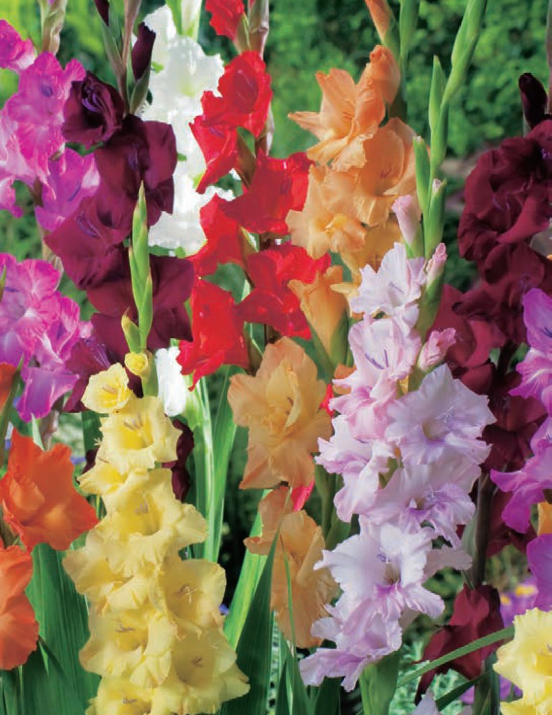 Winter Gladioli Mixed Bulbs (Bumper Bargain Pack)