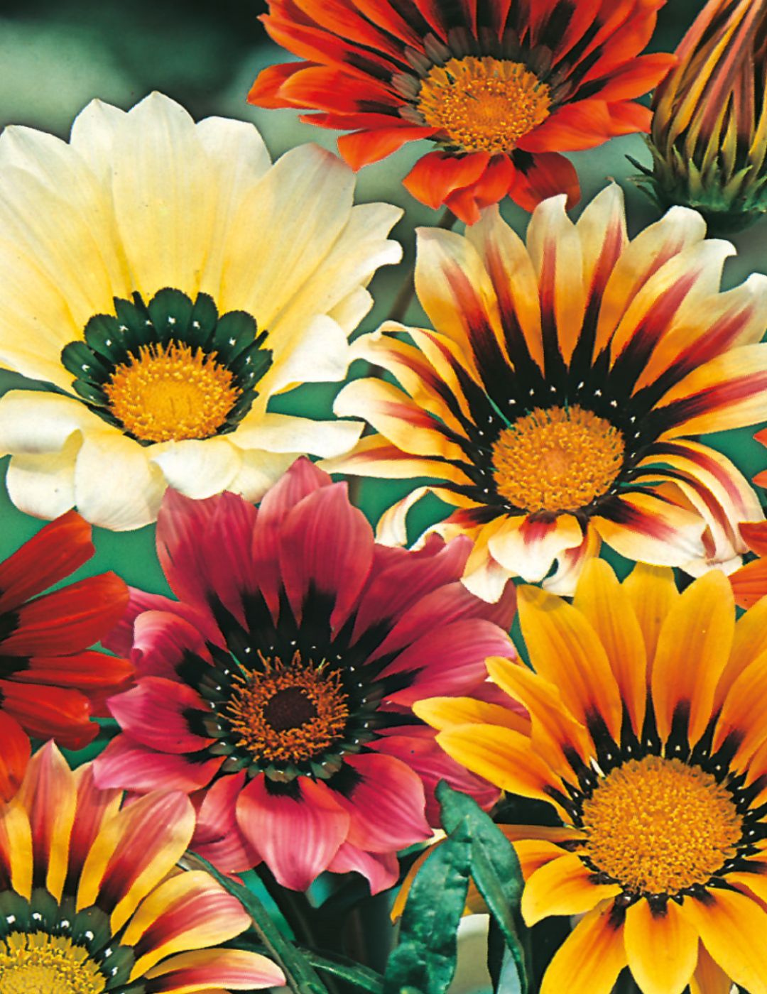 Gazania Sunshine Hybrids