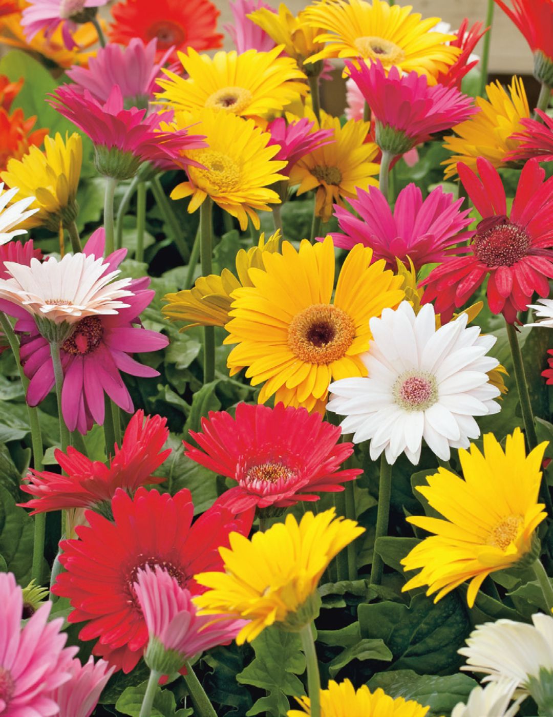 Gerbera African Daisy Seeds