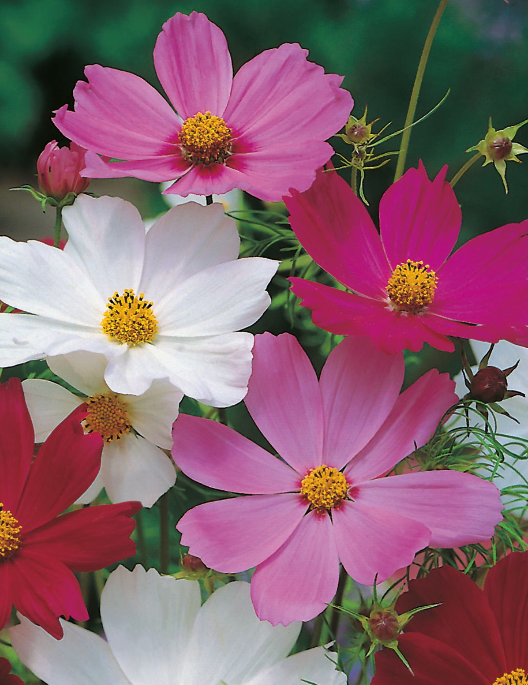 Cosmos Sensation Mixed Seeds