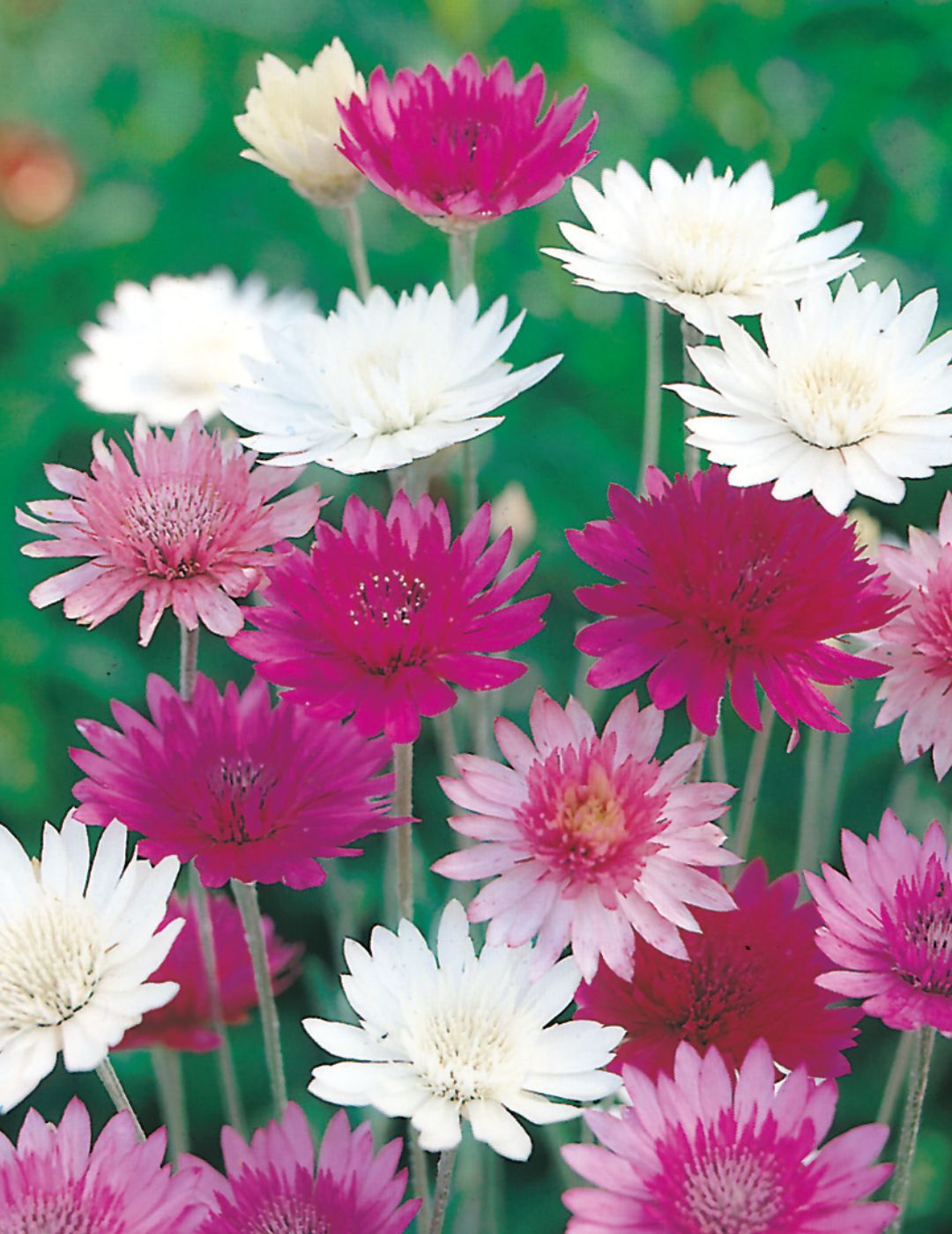 Xeranthemum Mixed Seeds