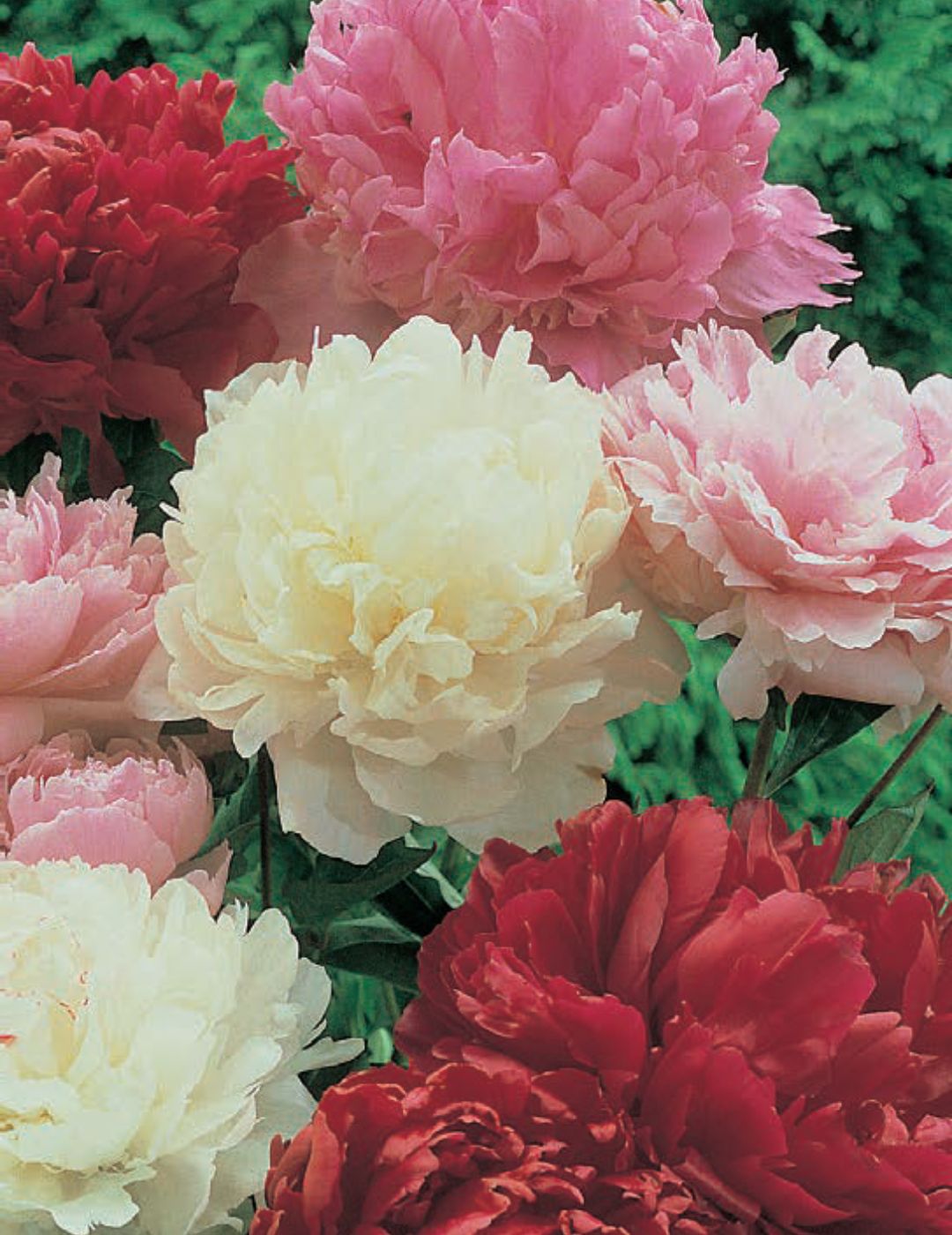 Winter Peony Rose Mixed Bulbs (2-Pack)