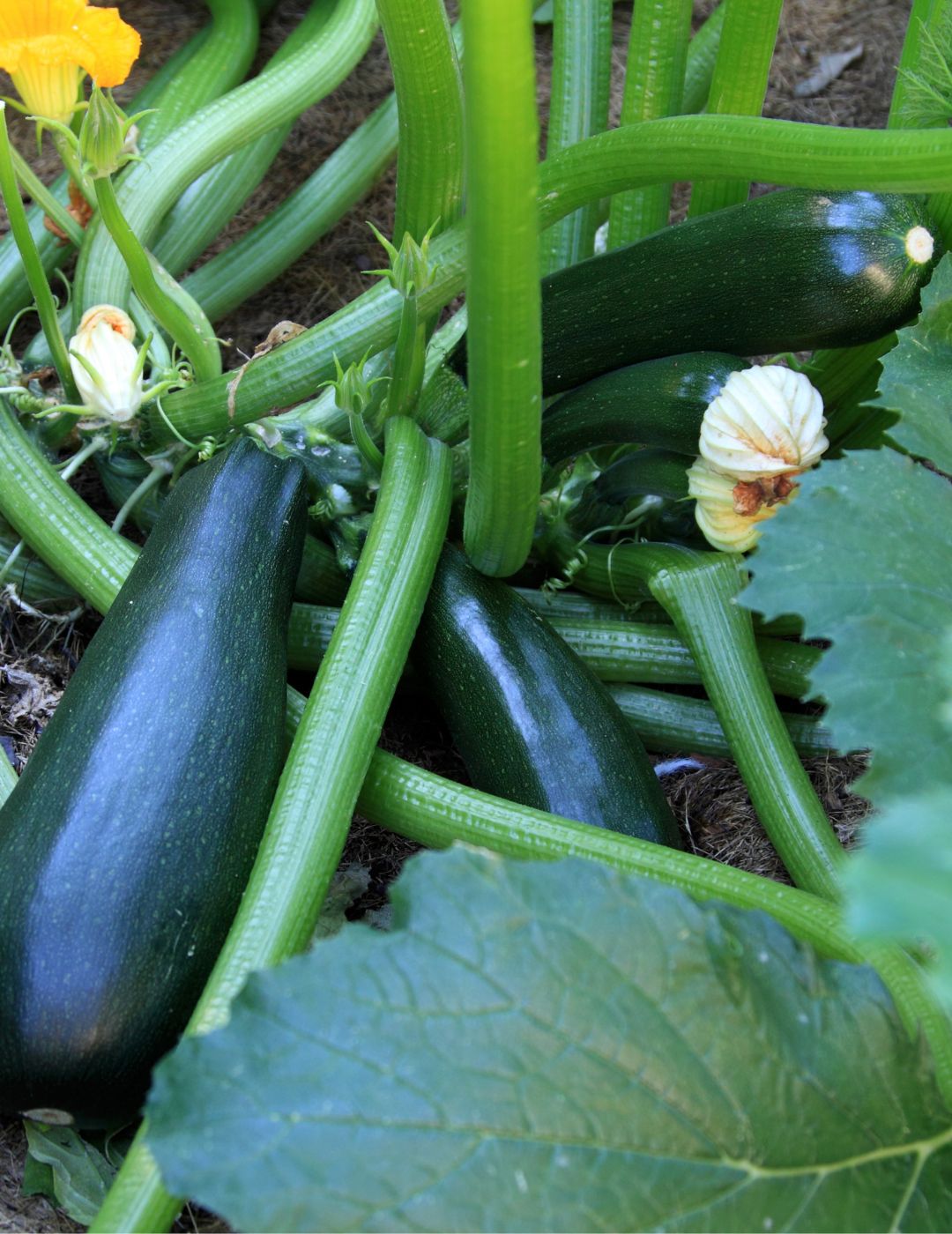 Midnight F1 Zucchini Seeds