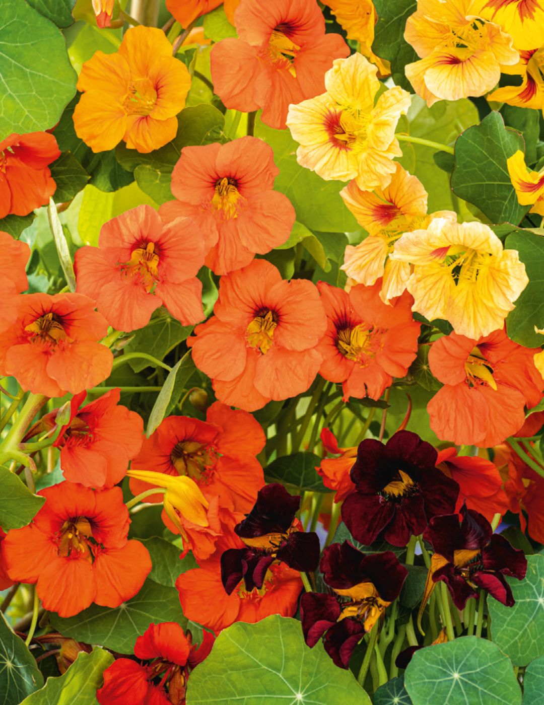 Nasturtium Tip Top Mixed