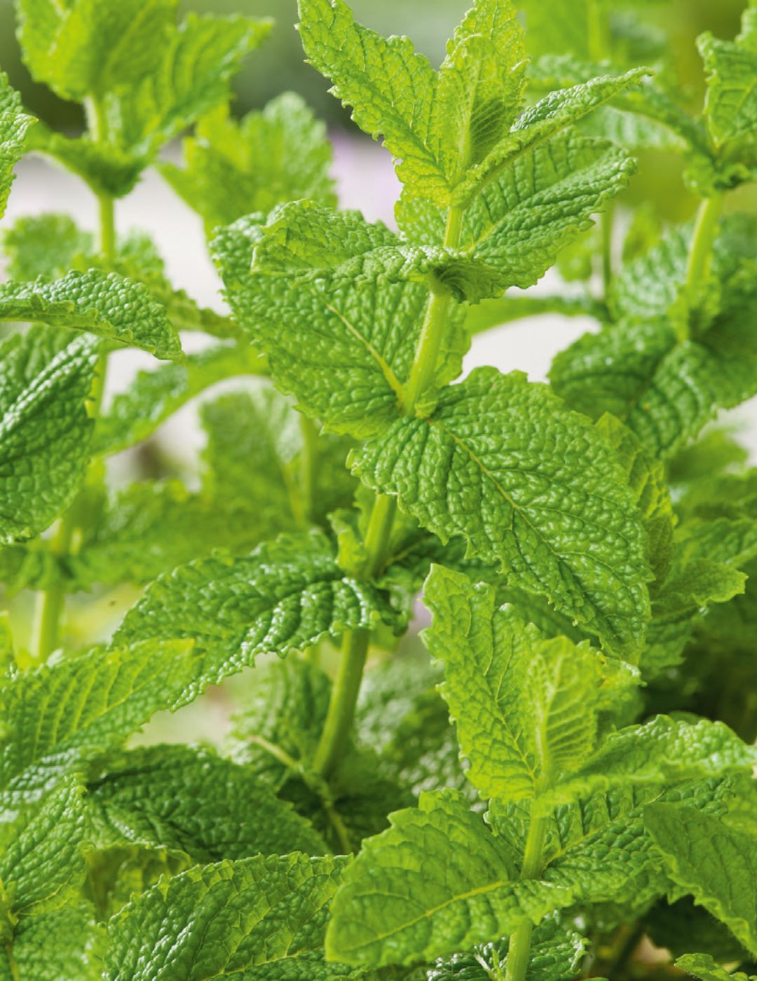 Mint Spearmint Seeds