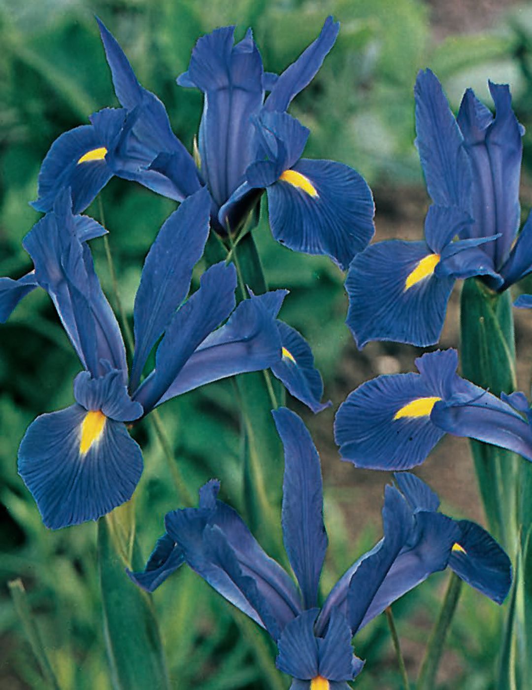 Dutch Iris Royal Blue Bulbs