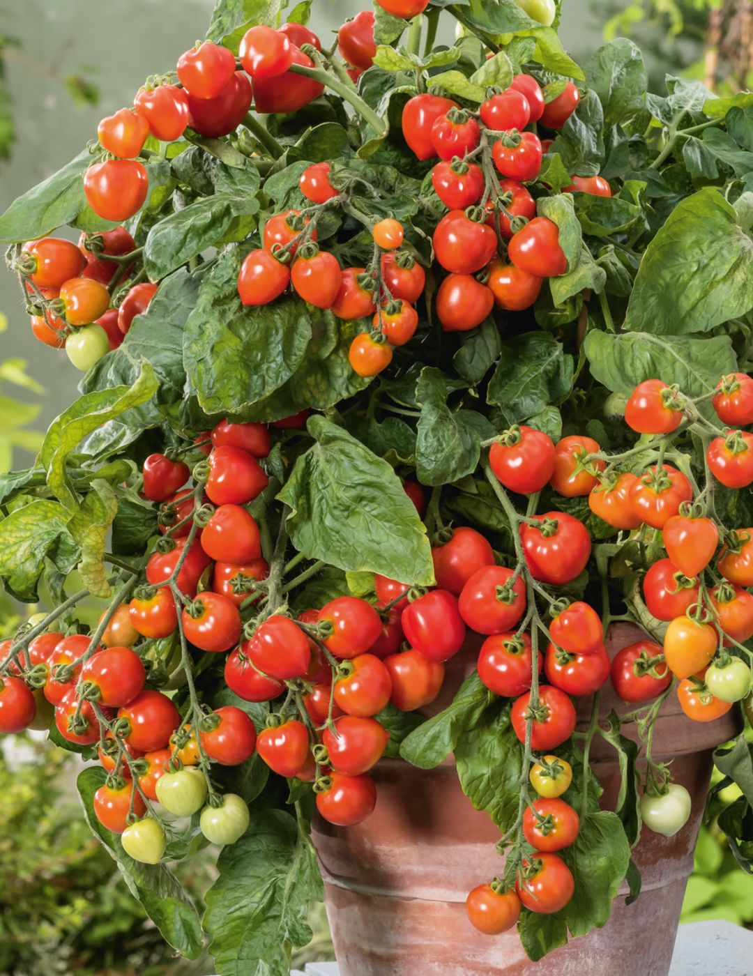 Tiny Tom Tomato Seeds