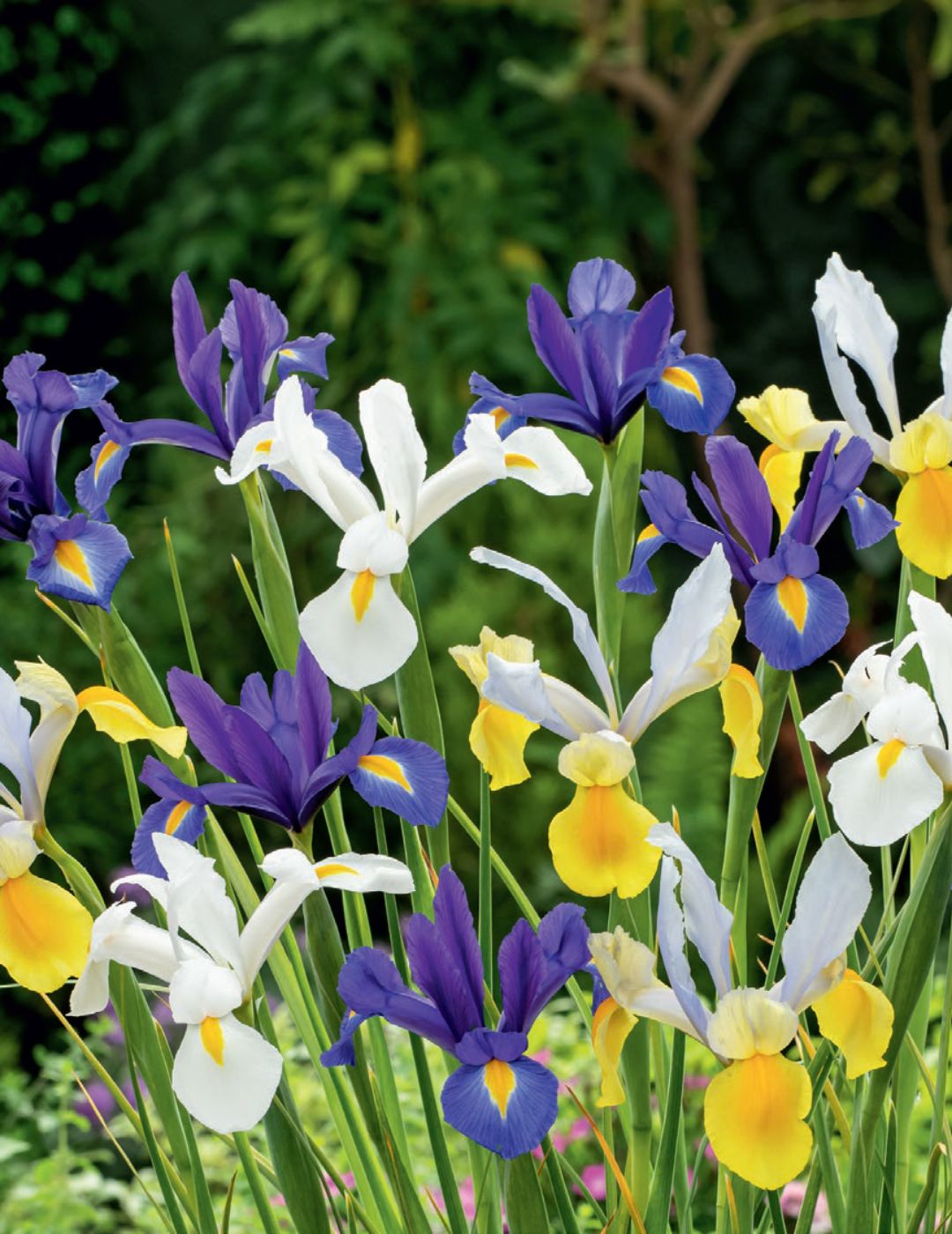 Dutch Iris Mixed Bulbs Value Pack