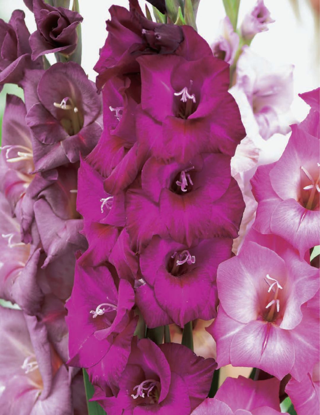 Winter Pink, Lilac and Burgundy Gladioli Bulbs (Bumper Bargain Pack)