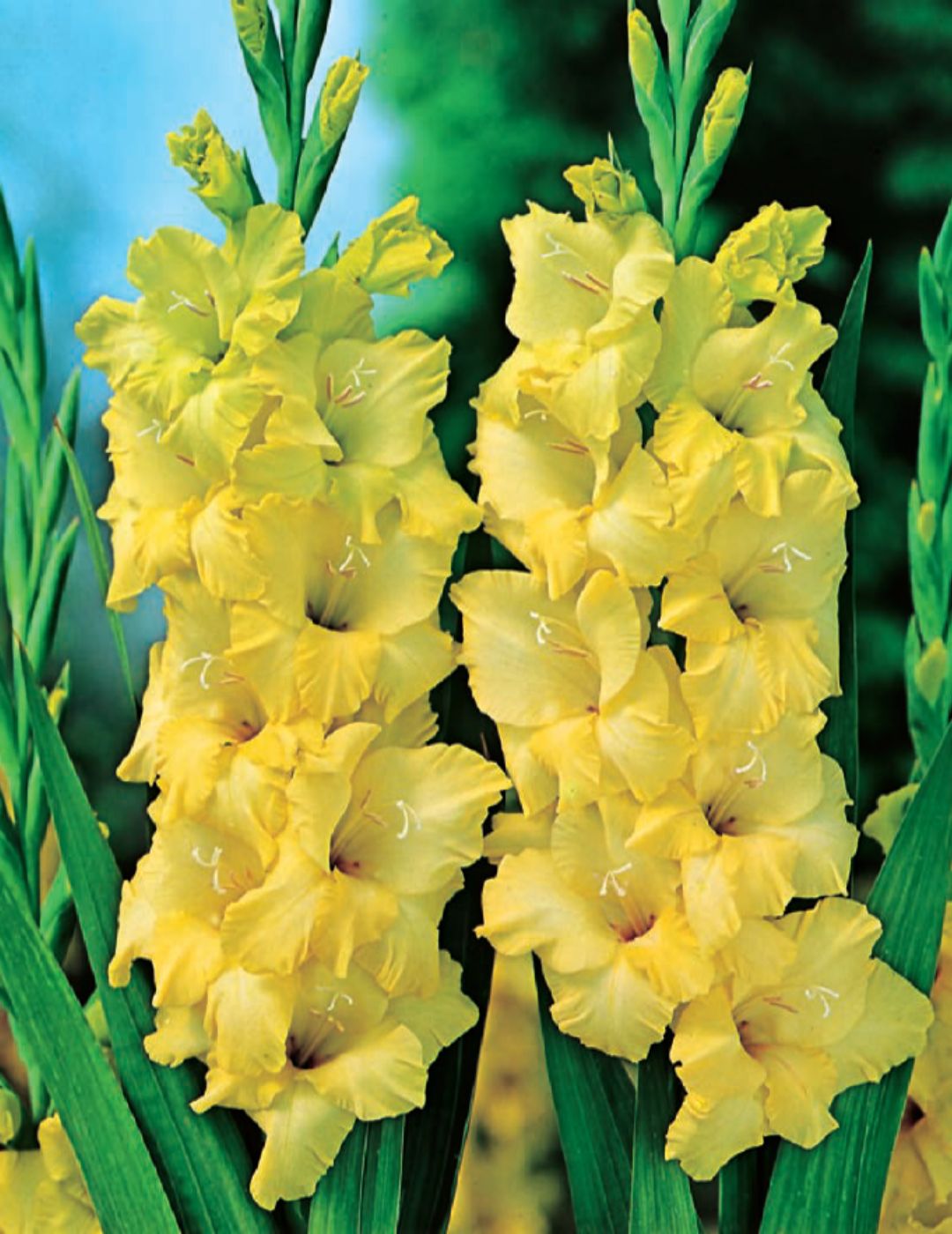 Gladioli Nova Lux Yellow (season: Winter)