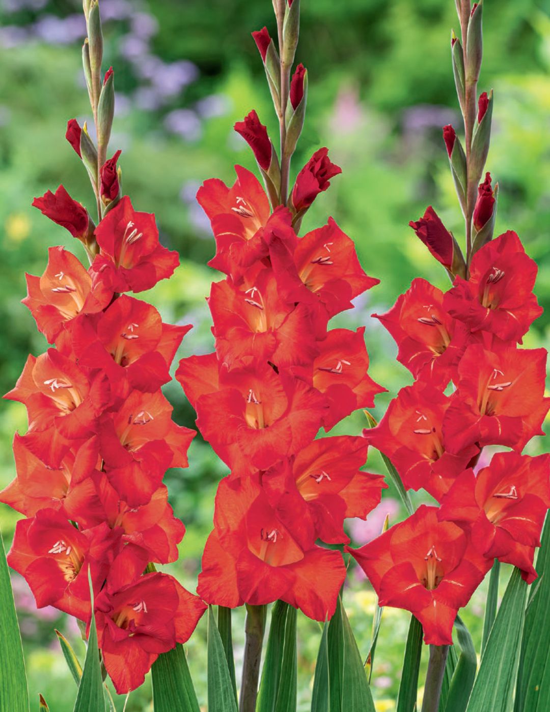 Gladioli Eurovision Bulbs (Winter Season)