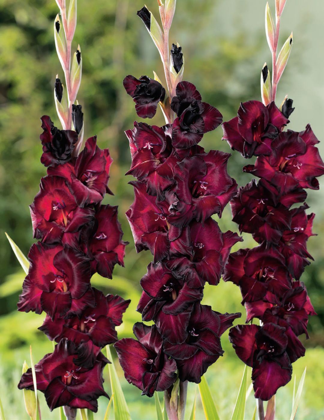 Gladioli Black Stallion (season: Winter)