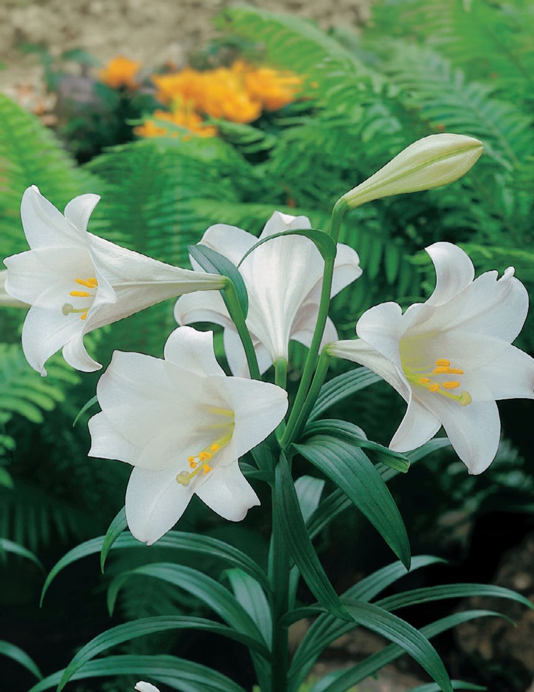 Lilium Longiflorum (Season: Winter)