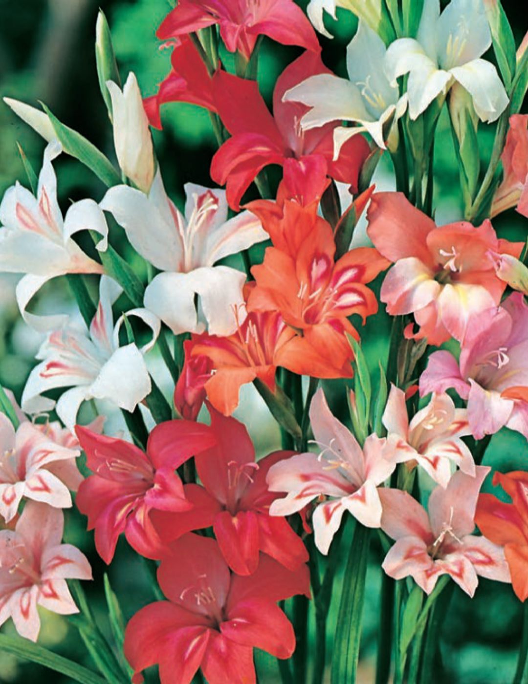 Gladioli Cottage Mixed