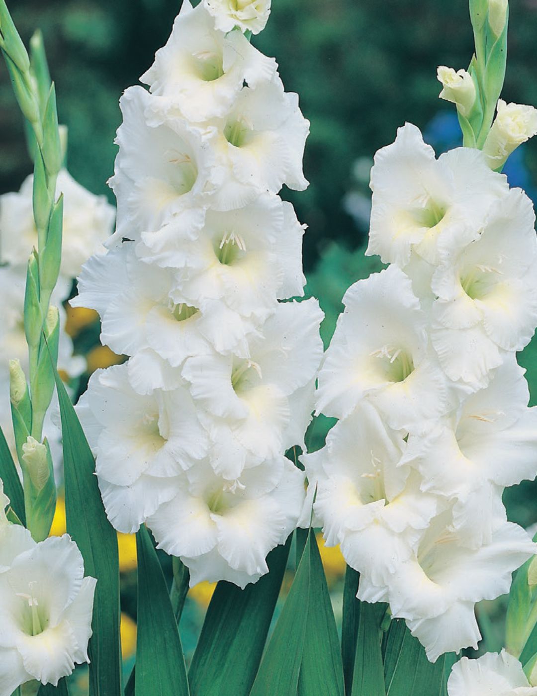 Gladioli White Friendship (season: Winter)