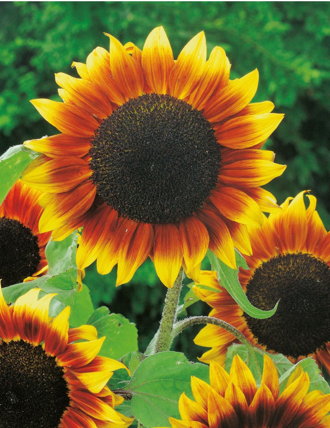 Sunflower Golden Prominence F1 Seeds