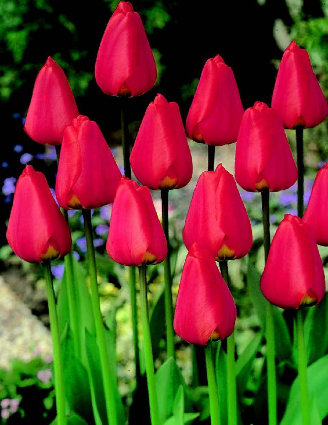 Tulip Apeldoorn