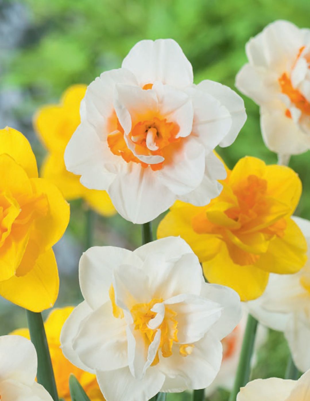 Daffodil Double Mixed Value Pack