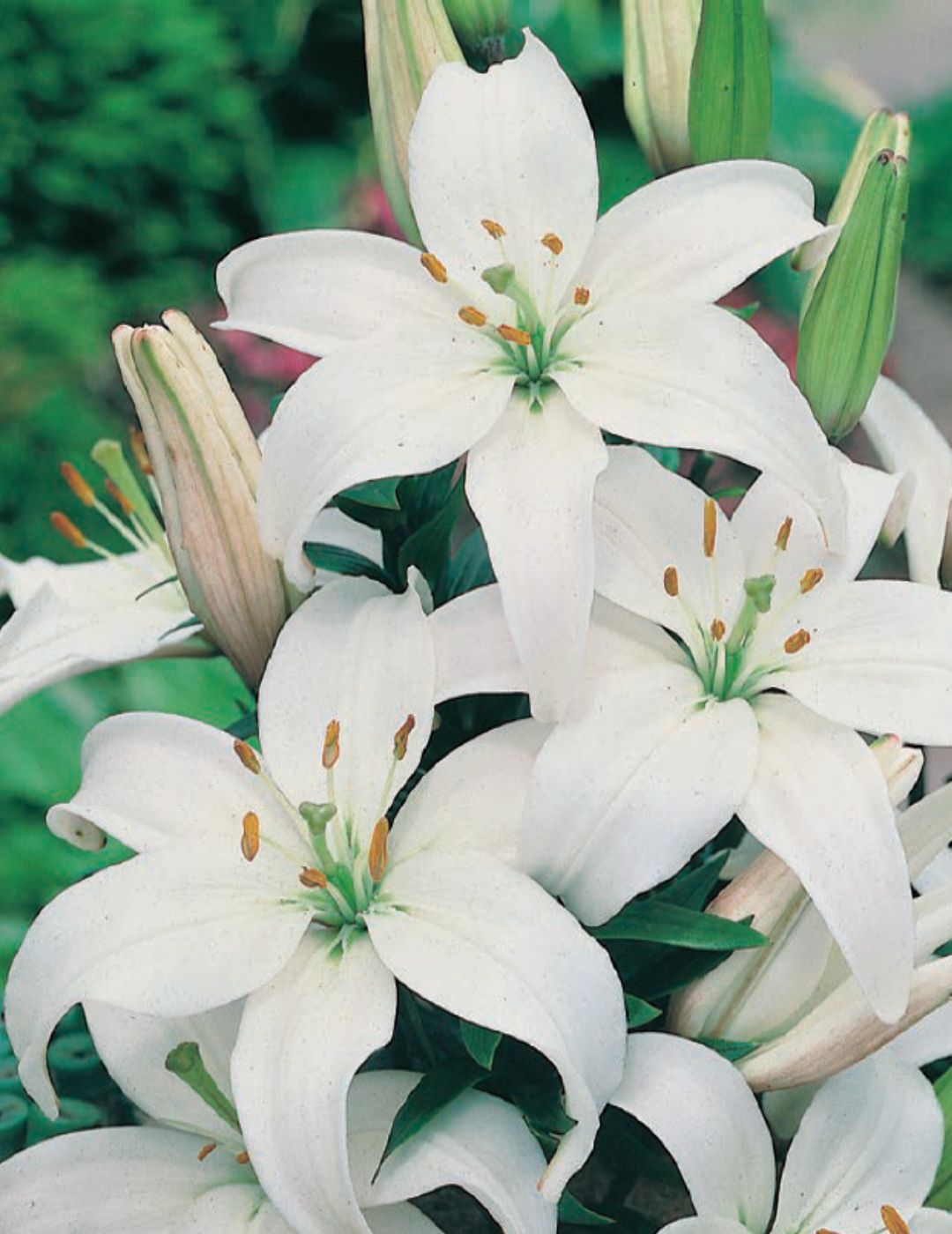 Lilium Sancerre White (season: Winter)