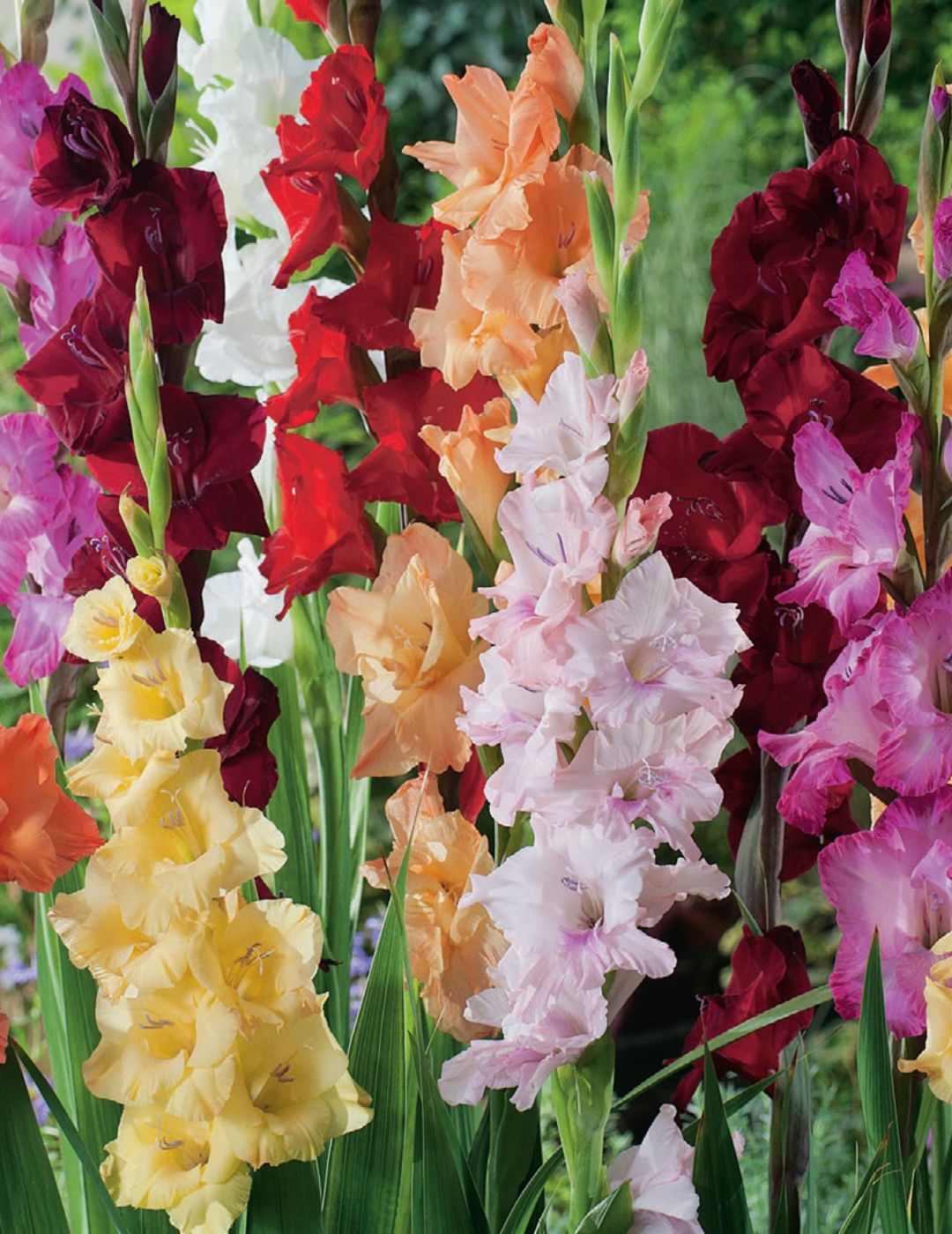 Gladioli Mixed (season: Winter-Oct)