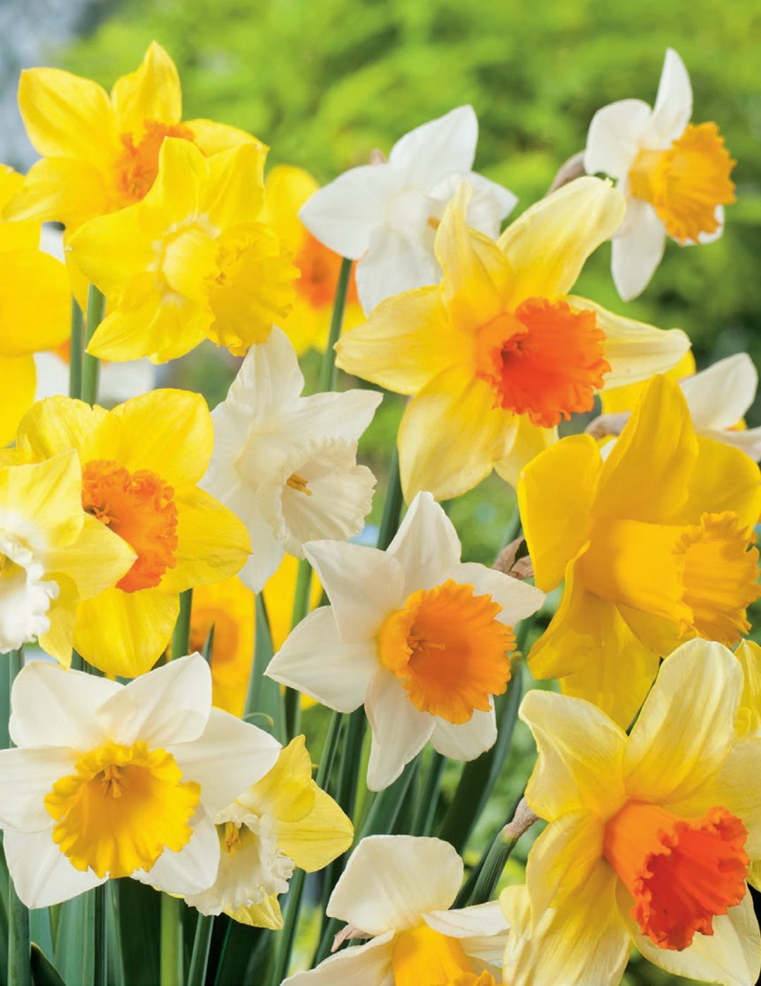 Daffodil Mixed Value Pack