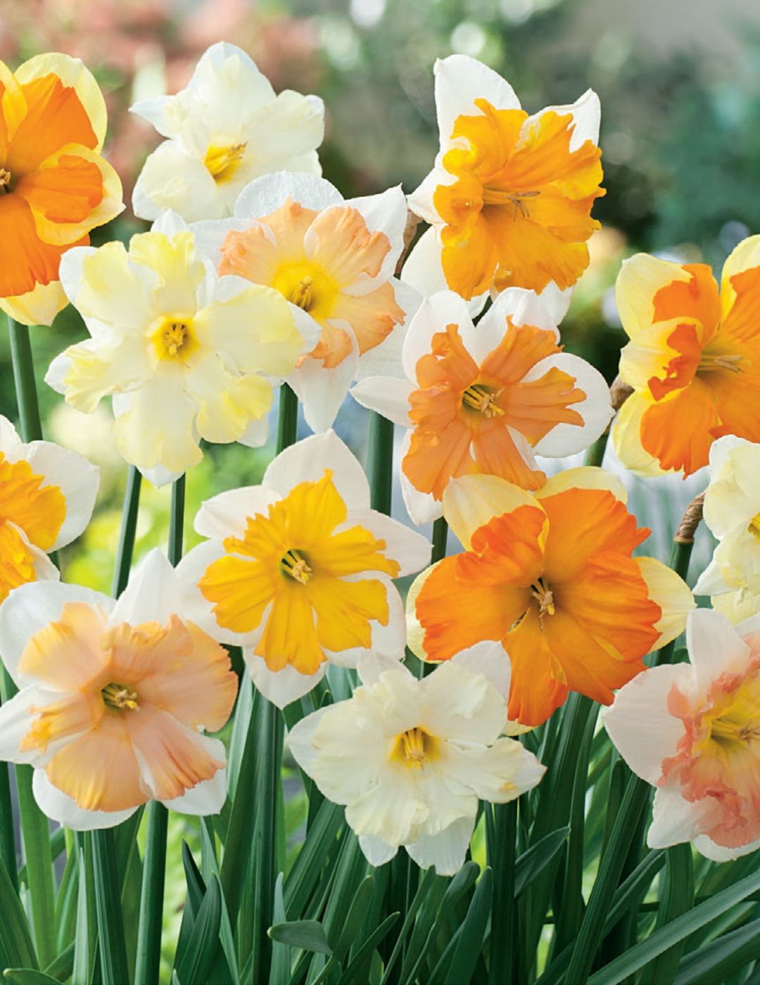 Daffodil Butterfly Mixed Value Pack