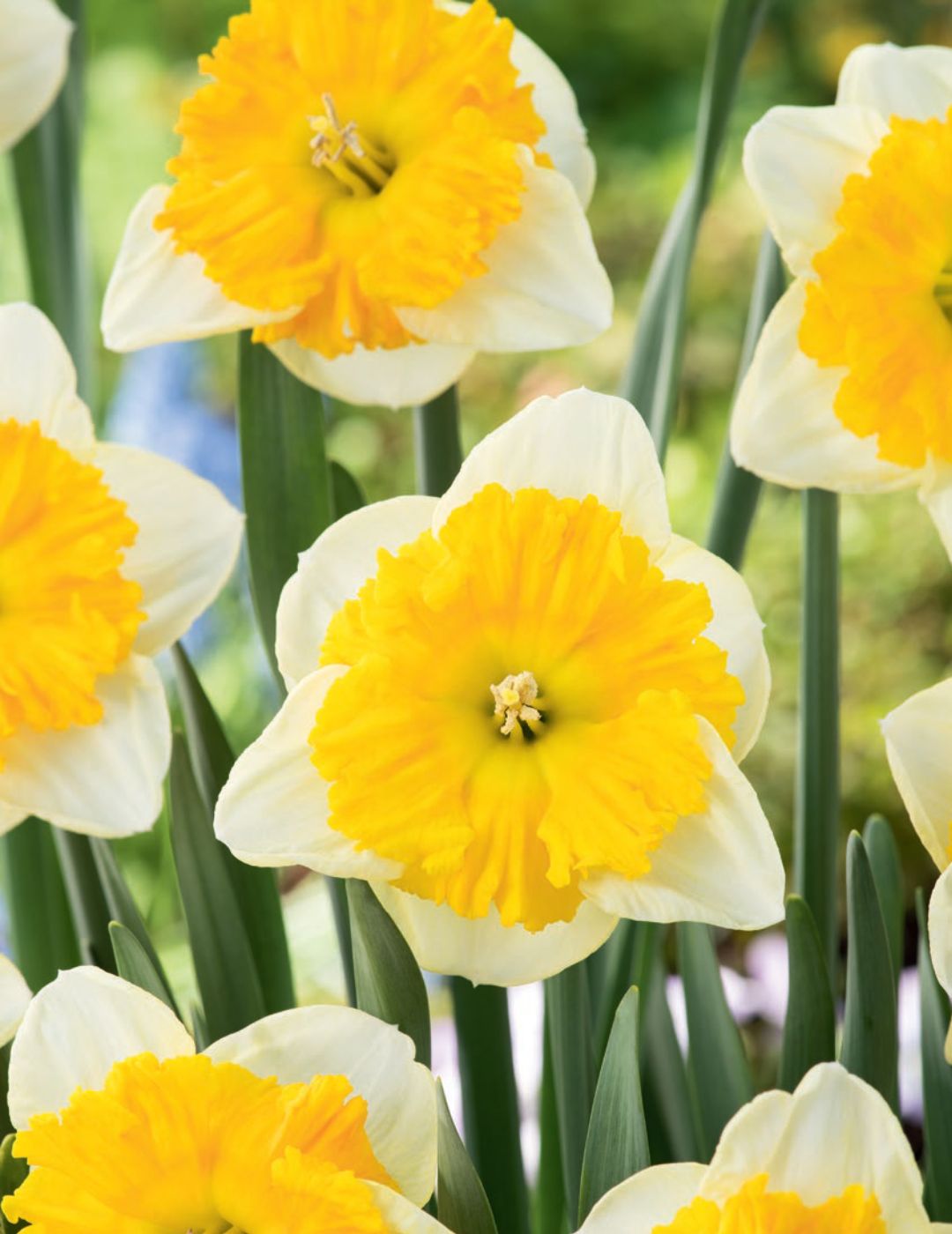 Daffodil Gabriel Kleiberg