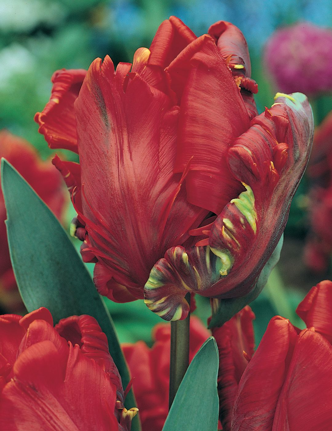 Tulip Parrot Rococo