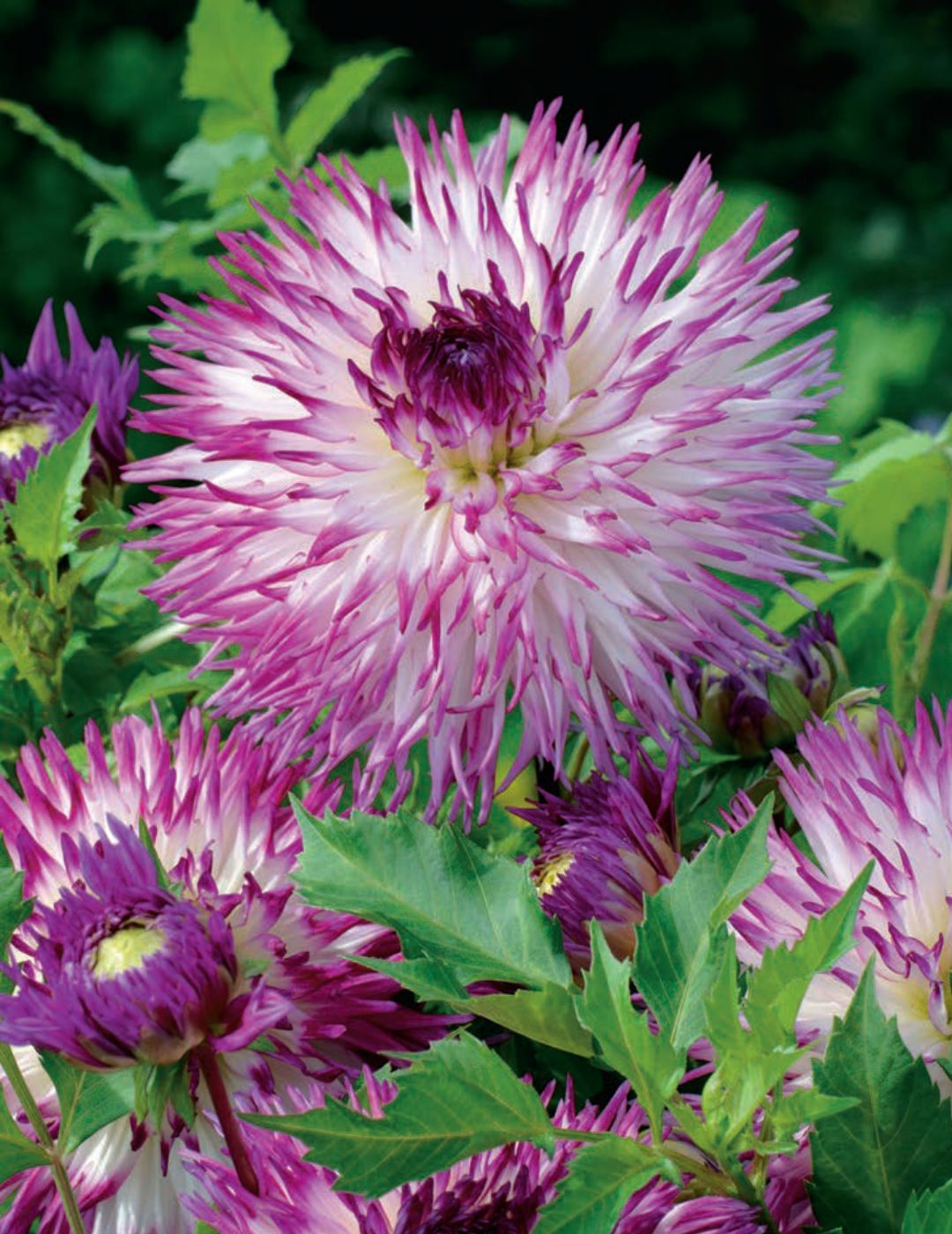 Dahlia Alessia (season:Aug-Sep)