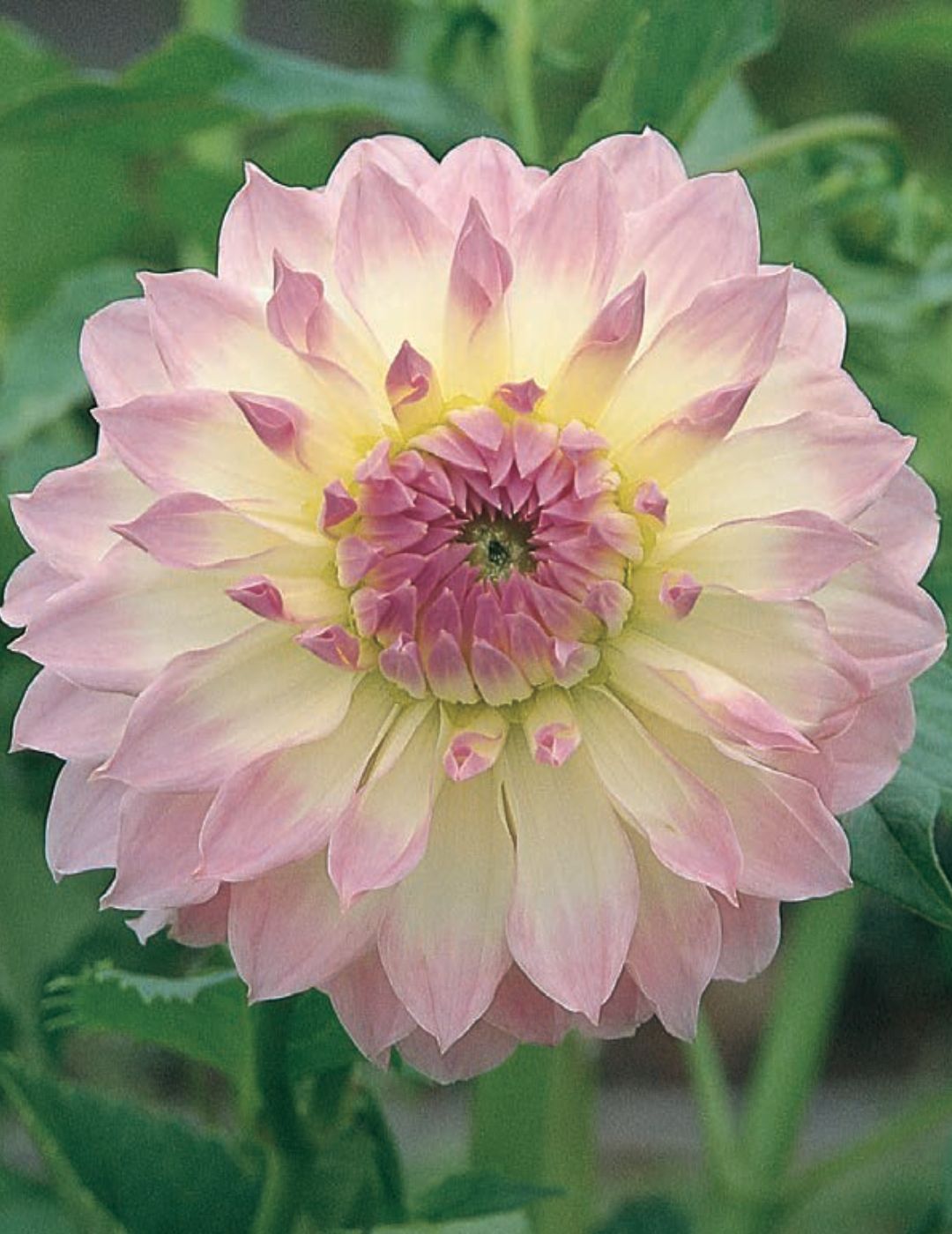 Dahlia Anne's Delight (Season: Aug-Sep)