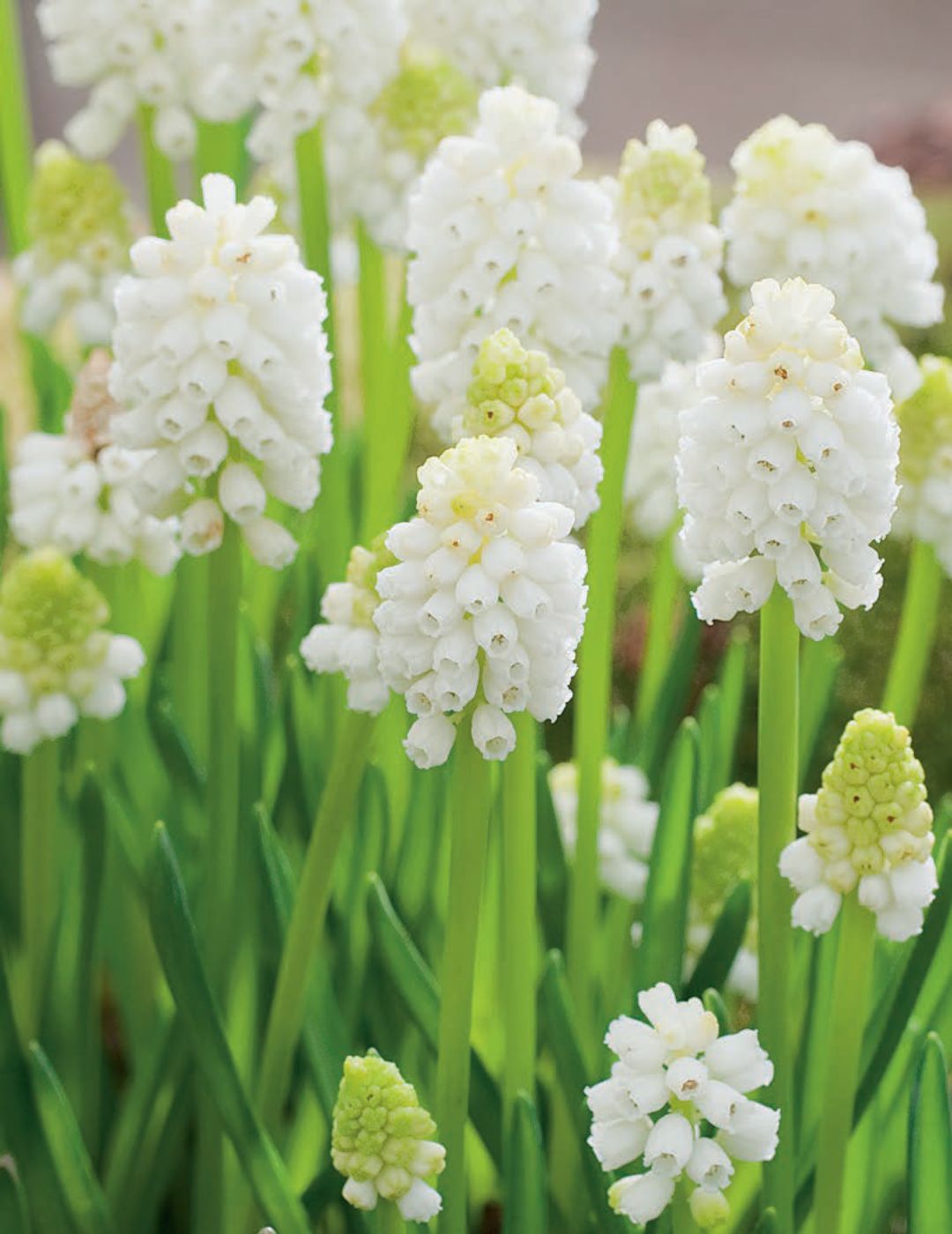 Grape Hyacinth White Bulbs