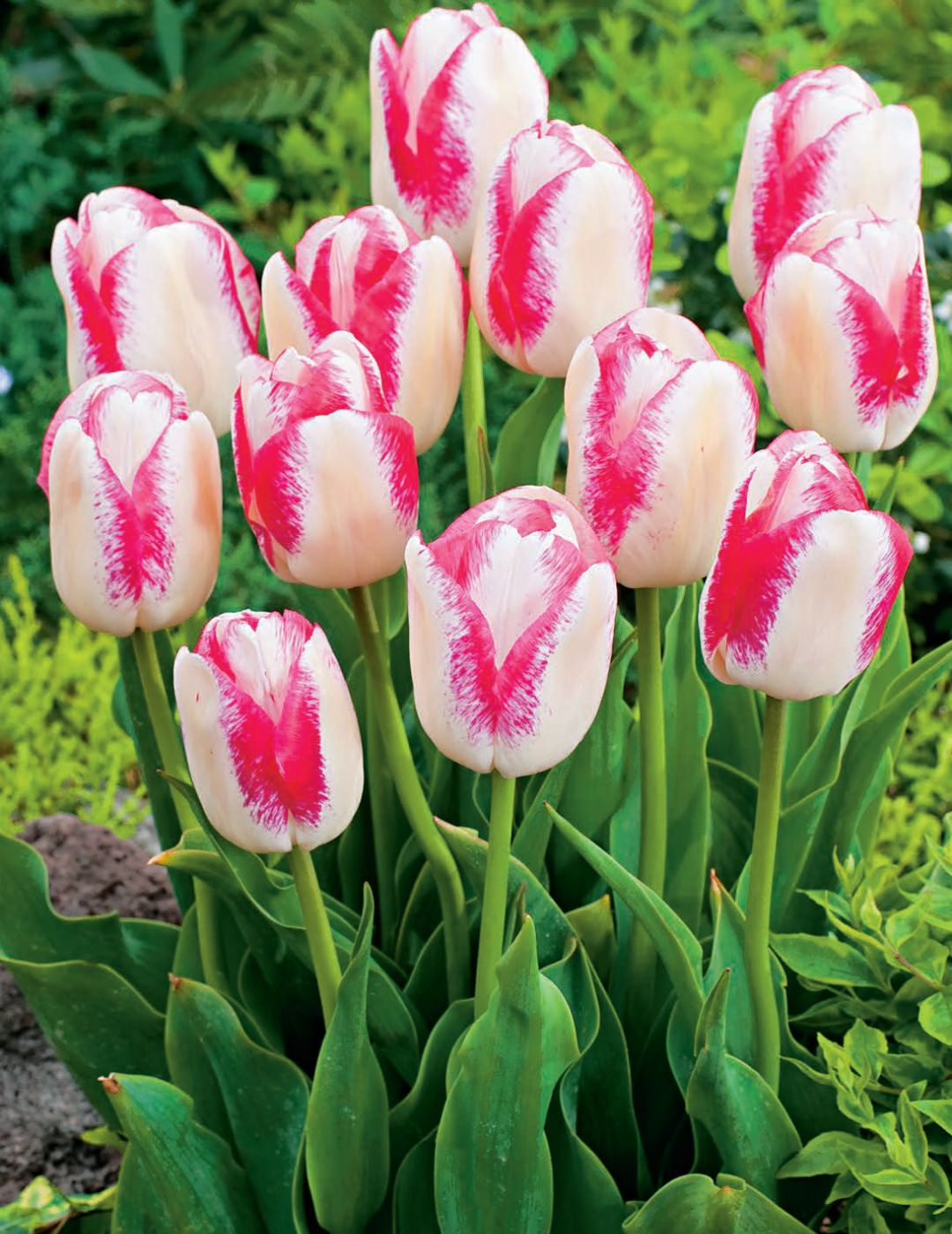 Tulip Salvo