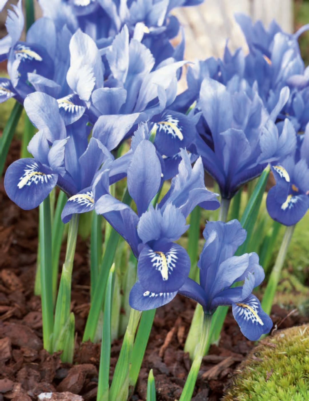 Dwarf Iris Harmony