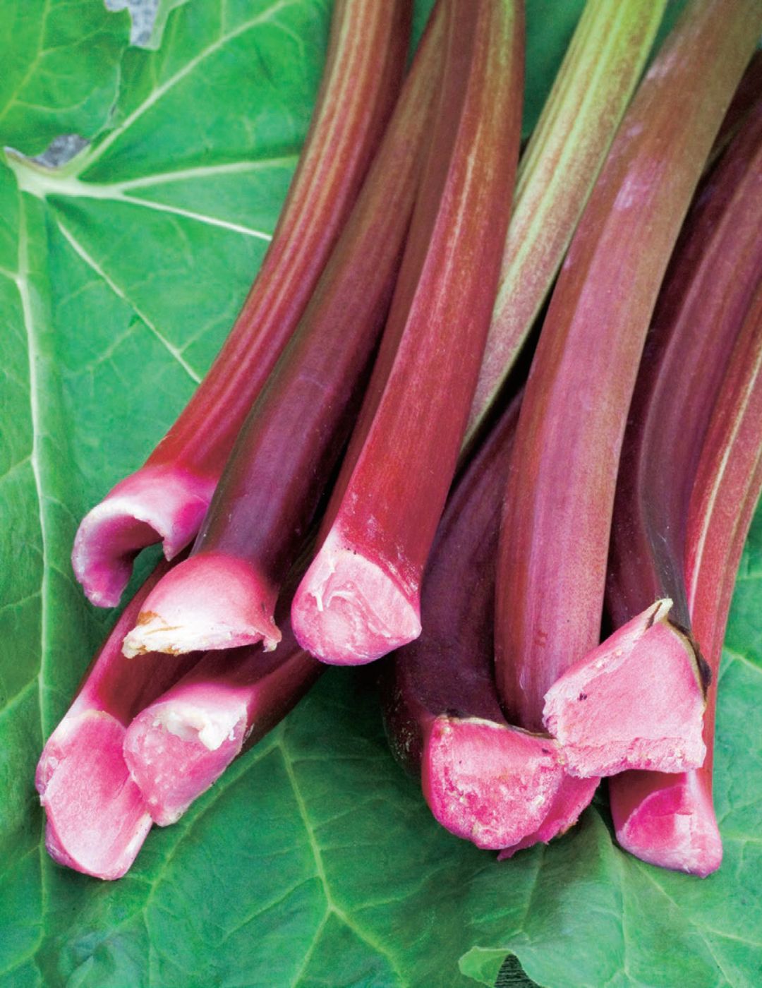 Rhubarb Giant Victoria (Bulb)