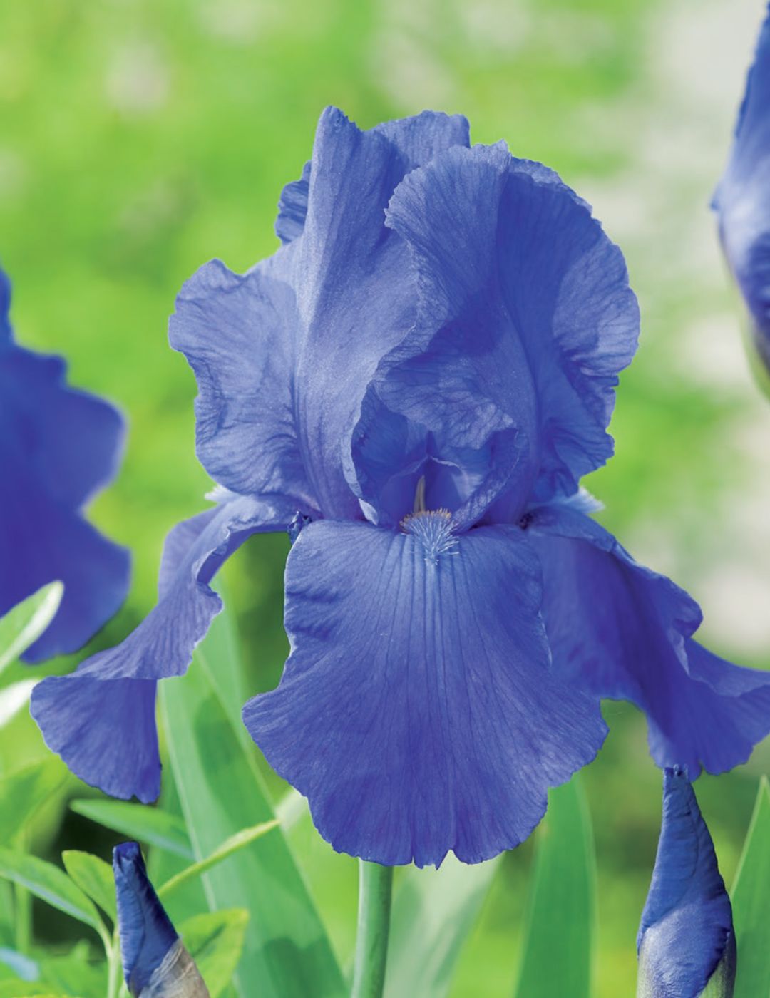 Bearded Iris Breakers (Season: Winter)