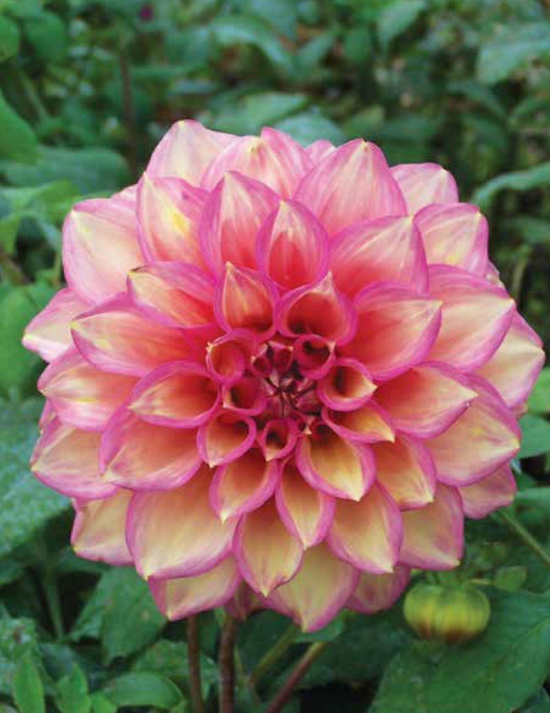 Dahlia Juliette (season:Aug-Sep)