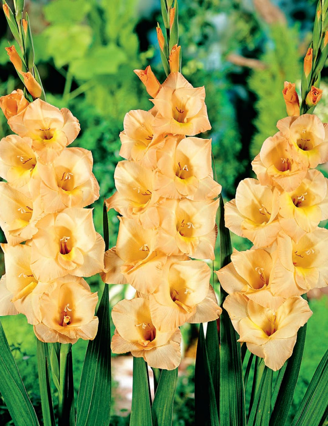 Gladioli Esta Bonita (season: Winter)