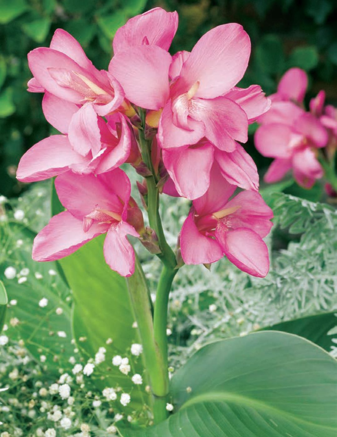 Canna Lily Tropical Rose (season: Winter)