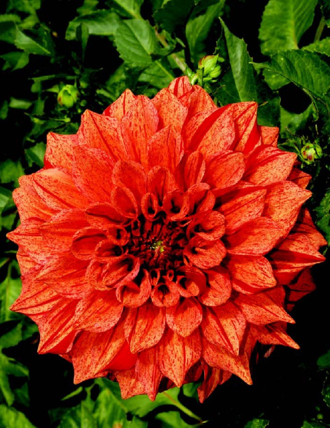 Dahlia Tiger Bey (Season: Aug-Sep)