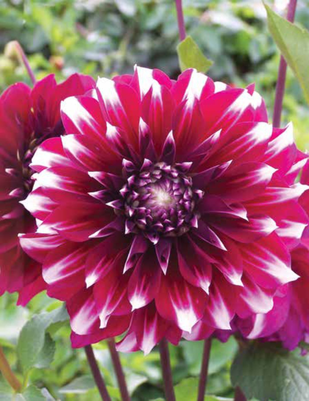 Dahlia Helena (season: Aug-Sep)