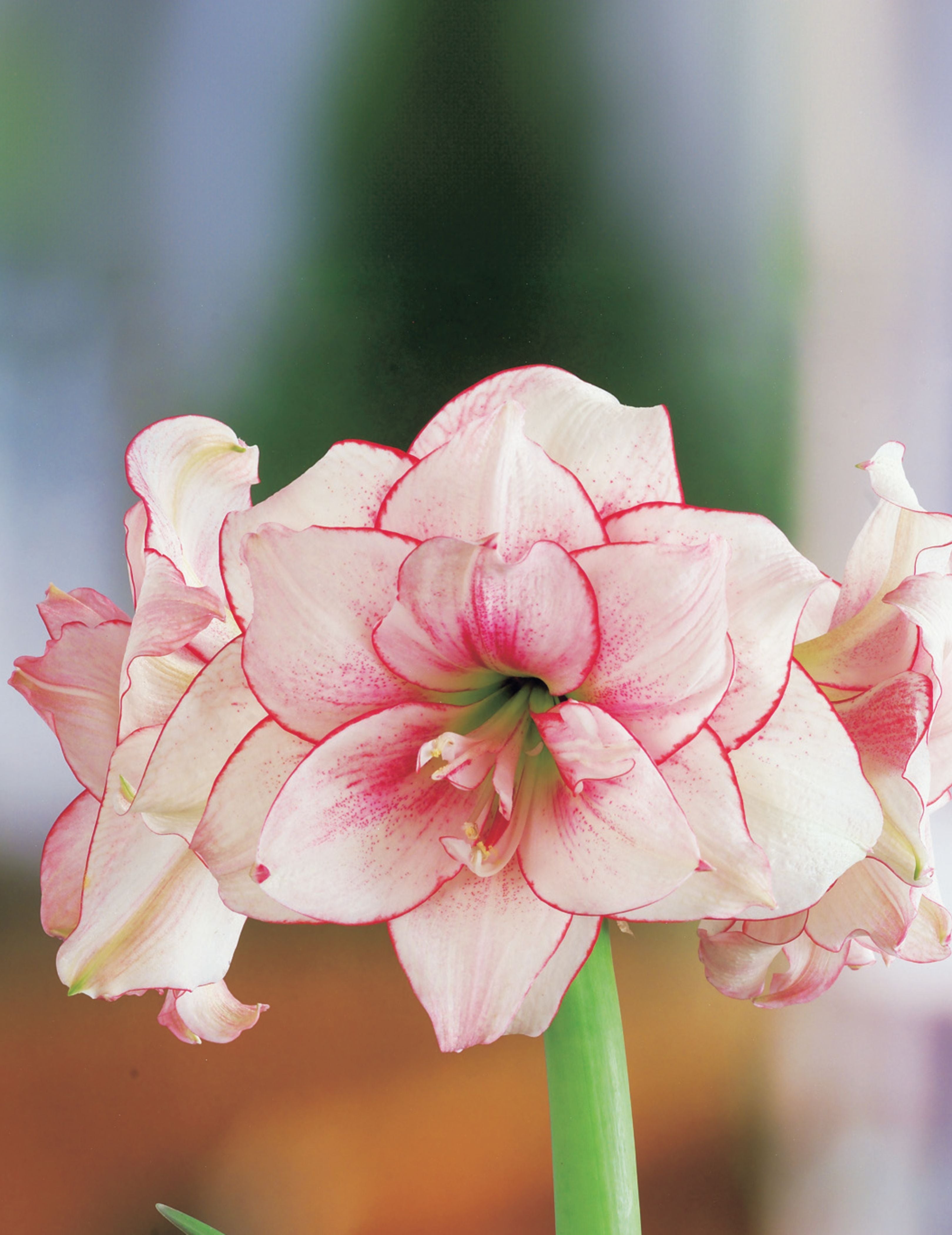 Hippeastrum Elvas (Season:Aug-Sep)