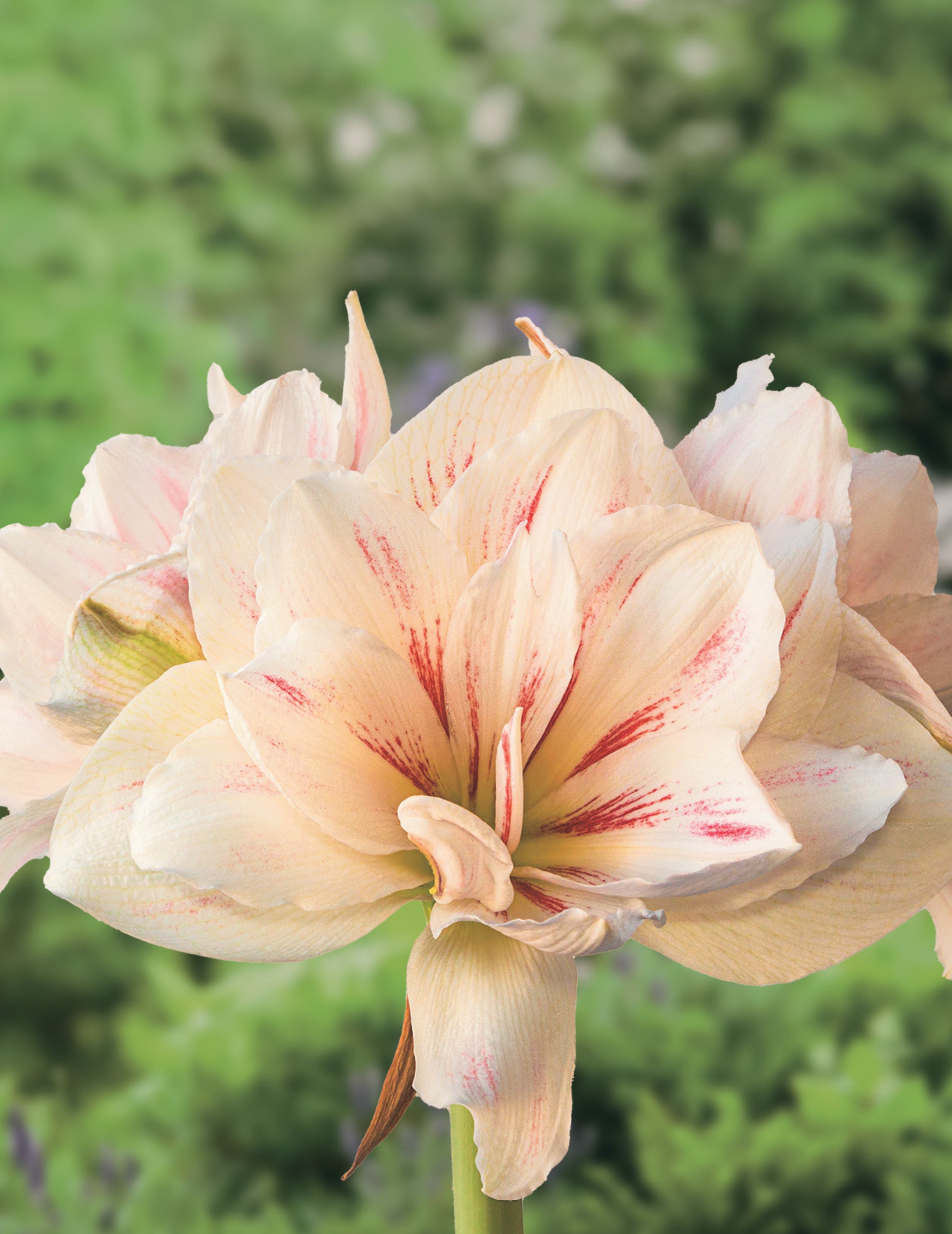 Hippeastrum Aquaro (Season:Aug-Sep)