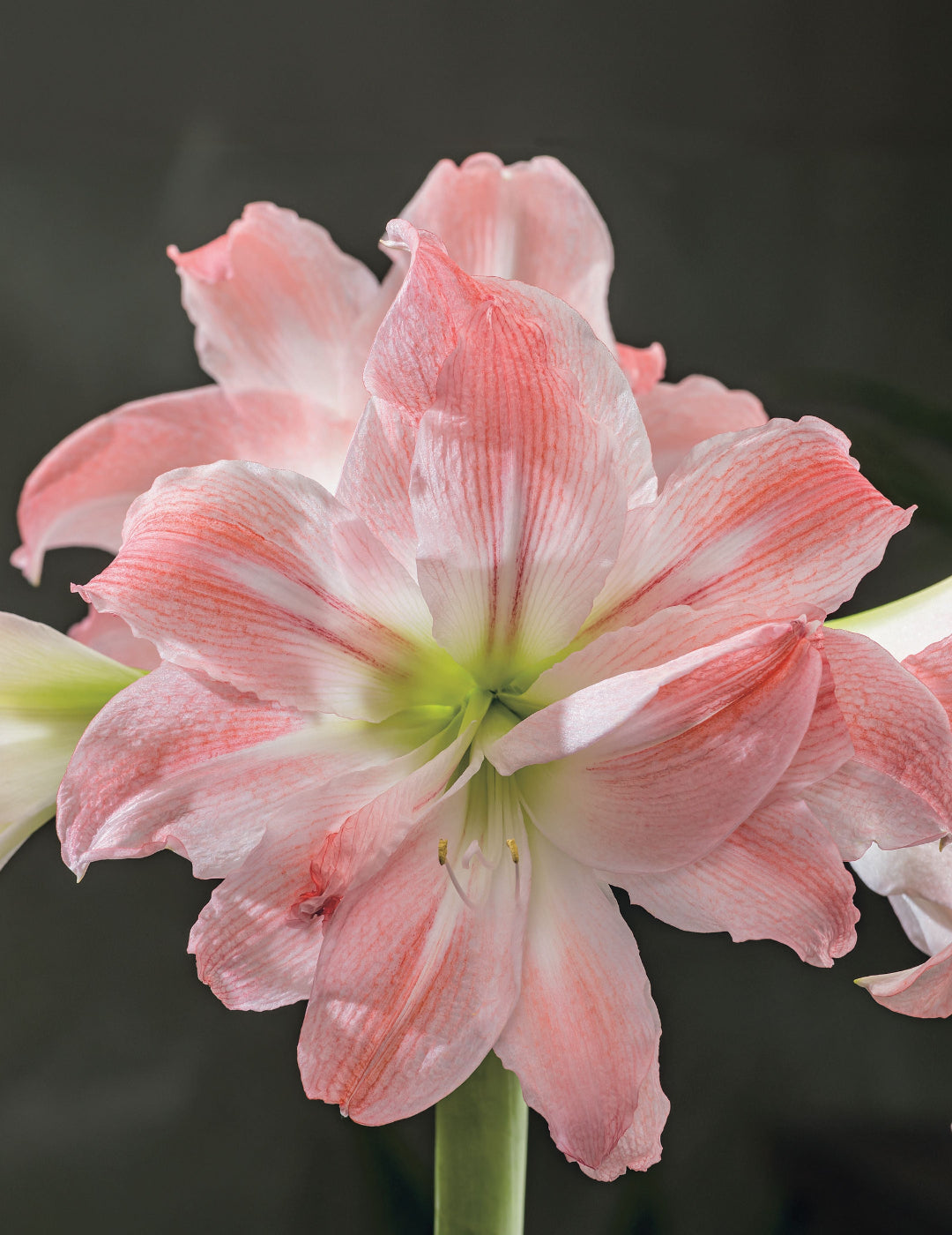 Hippeastrum Giant Amadeus (Season: Aug-Sep)