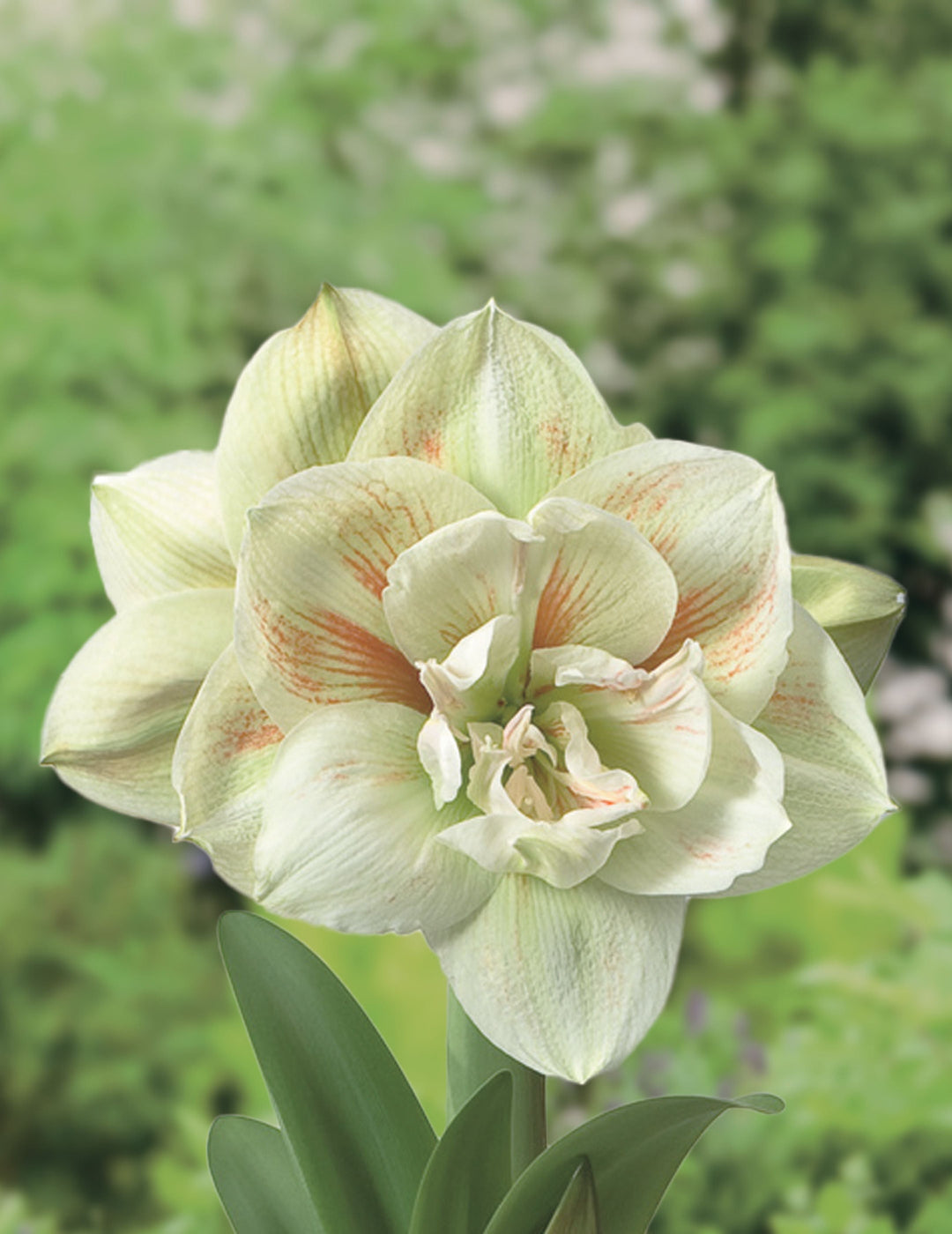 Hippeastrum Nymph (Season: Aug-Sep)